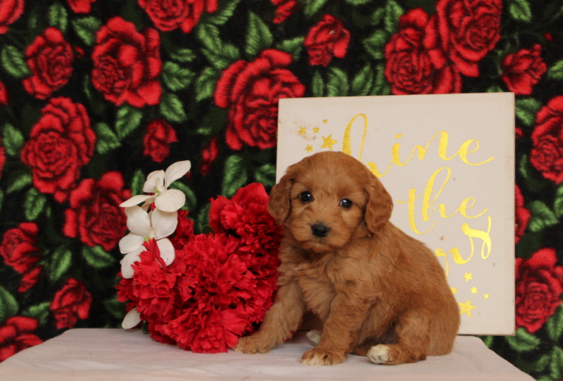 puppy, for, sale, Pomsky, Matthew B. Stoltzfus, dog, breeder, Gap, PA, dog-breeder, puppy-for-sale, forsale, nearby, find, puppyfind, locator, puppylocator, aca